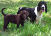 Merganser's River of Dreams, call name "Rogue" (Purple collar) is owned by Lori Holgren, Ph.D., Bradenton, Florida (www.pawsandpets.com).